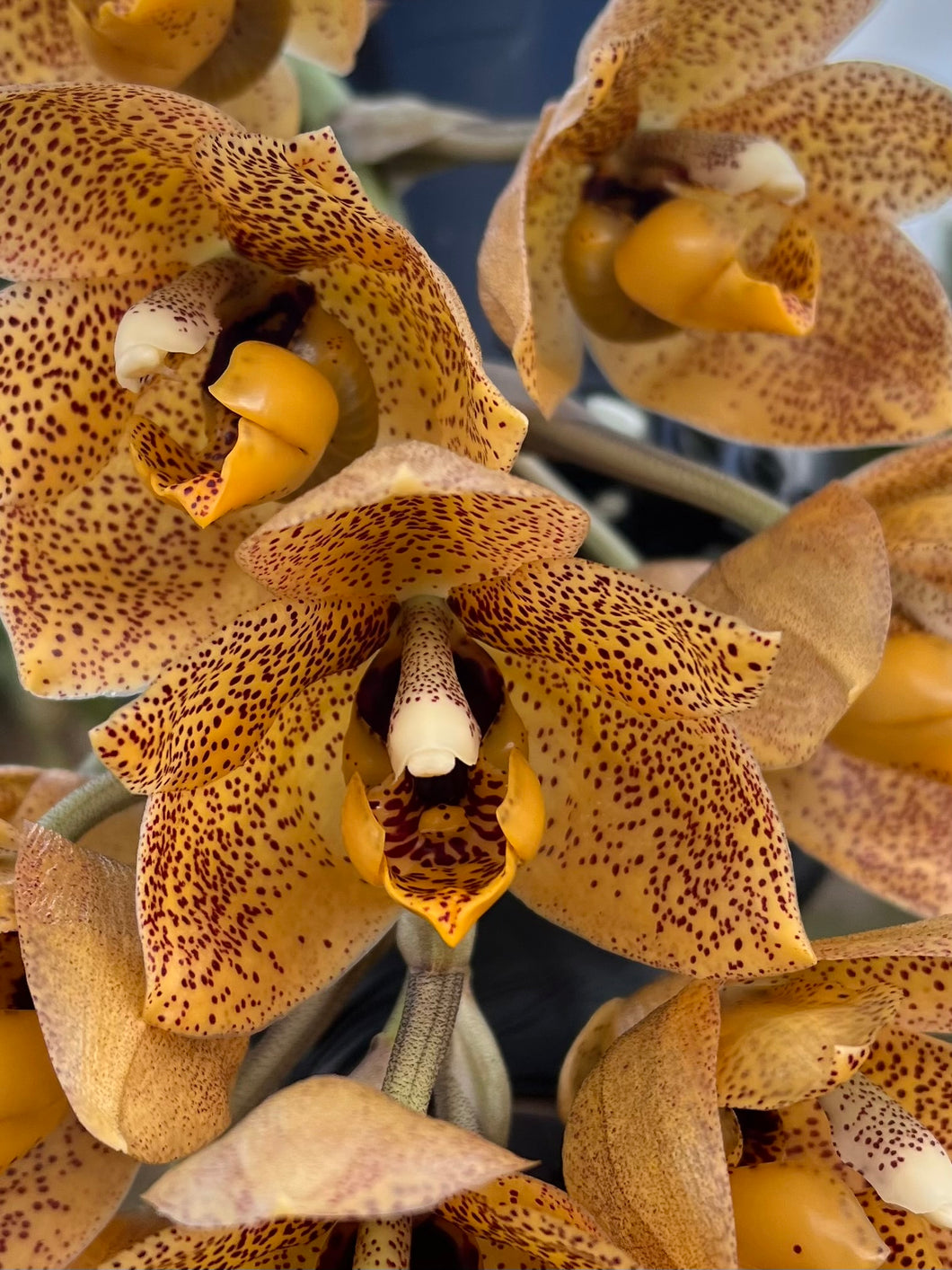Aciopea Ecuagenera Passion, 5 inch