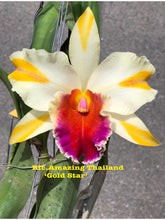 Load image into Gallery viewer, Rlc . Amazing Thailand ‘Gold Star ‘ , 2.25 inch size

