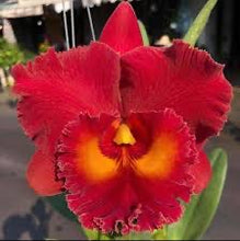 Load image into Gallery viewer, Rlc . Siam Red , blooming size
