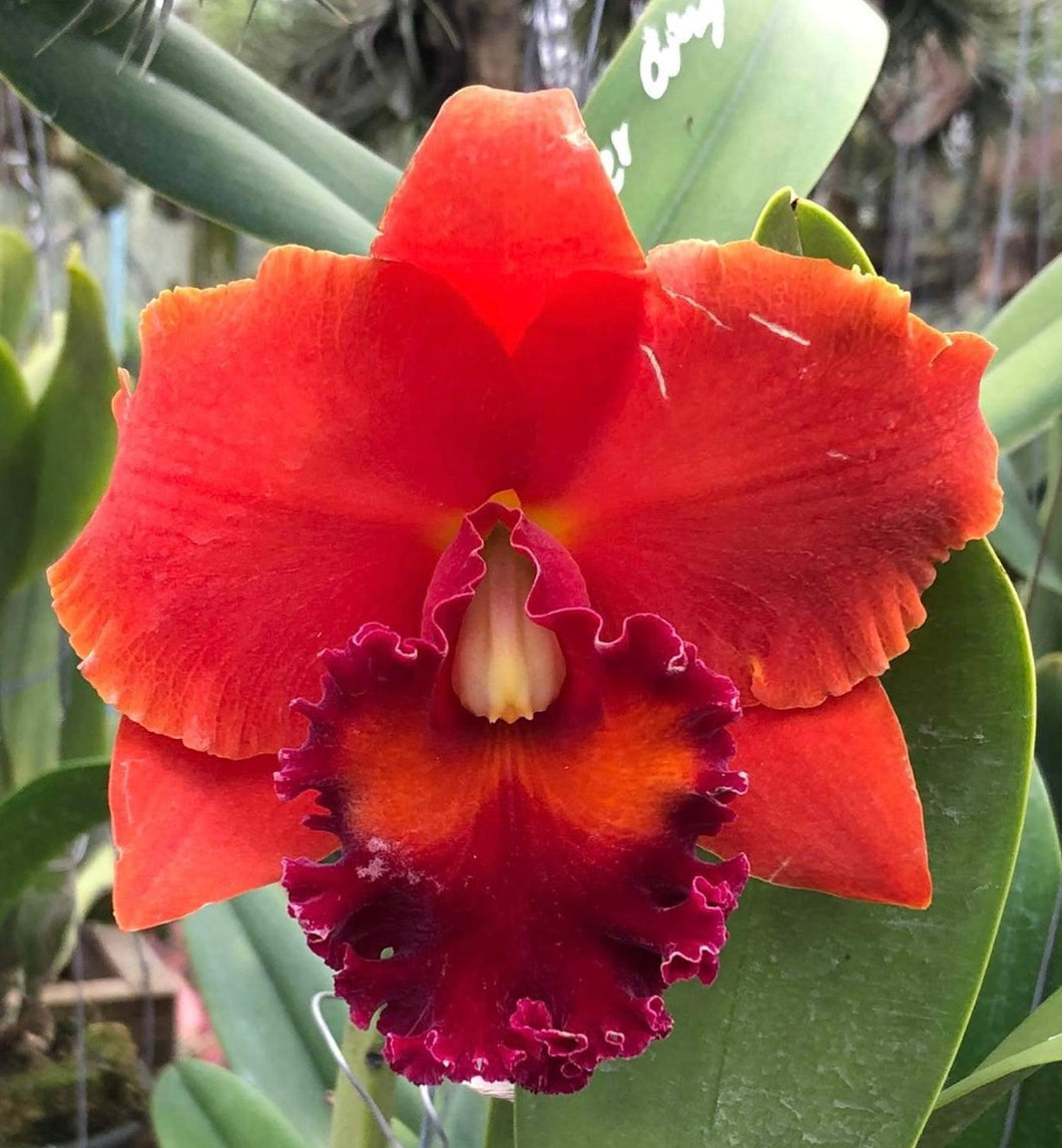 Rlc . Magician Red , 2.25 inch size