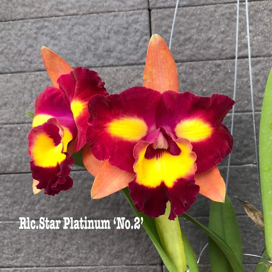 Rlc . Star Platinum ‘#2’, 2.25 inch size