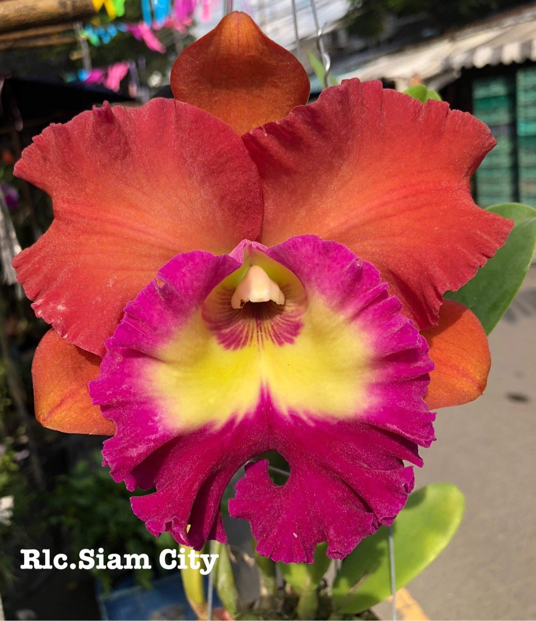 Rlc . Siam City ‘#1’, blooming size