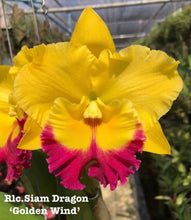 Load image into Gallery viewer, Rlc . Siam Dragon ‘Golden Wind’ , 2.25 inch size
