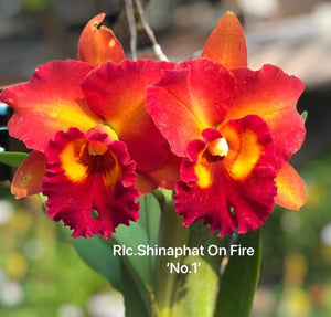 Rlc . Shinaphat on Fire #1’ , 2.25 inch size