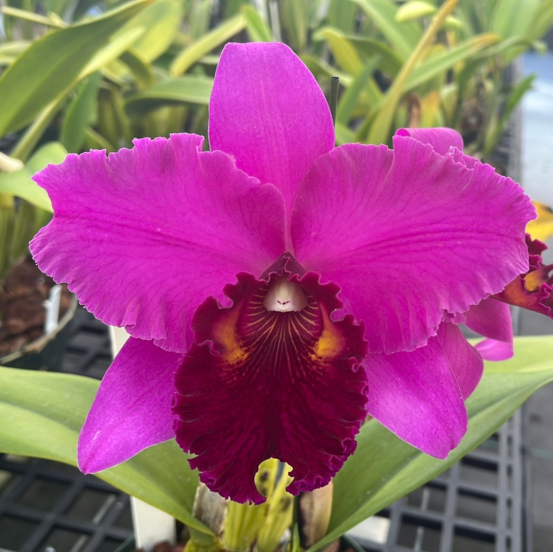 ハイドランジア　カトレア　Seminole Cattleya Seminole - ASAGIDO -Hydrangea Online Store-