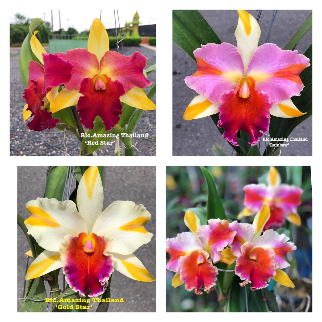 Amazing Thailand collection :’Rainbow ‘ , ‘Gold Star’and’Red Star’