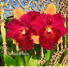 Load image into Gallery viewer, Rlc . Hall of Fame ‘#1’ blooming size
