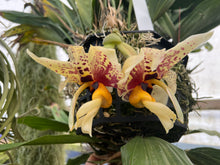 Load image into Gallery viewer, Stanhopea Yolanda Breck , gorgeous hybrid

