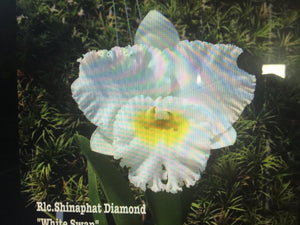 Rlc . Shinaphat Diamond ‘White Swan ‘ , 2.25 inch size