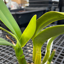 Load image into Gallery viewer, C . The friendly Third ‘Orchidheights’ sheath with buds
