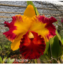 Load image into Gallery viewer, Rlc . Golf Rainbow , near blooming size
