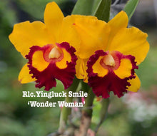 Load image into Gallery viewer, Rlc. Yingluck Smile’Wonder Woman ‘, near blooming size
