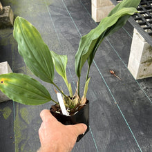 Load image into Gallery viewer, Stanhopea assidensis x nigroviolacea&#39;The Predator&#39;FCC, 4 inch seedlings

