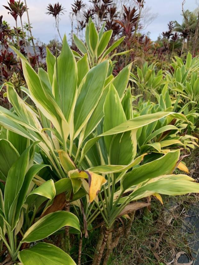 Cordyline 'Spearless white gold' – Shogun Hawaii