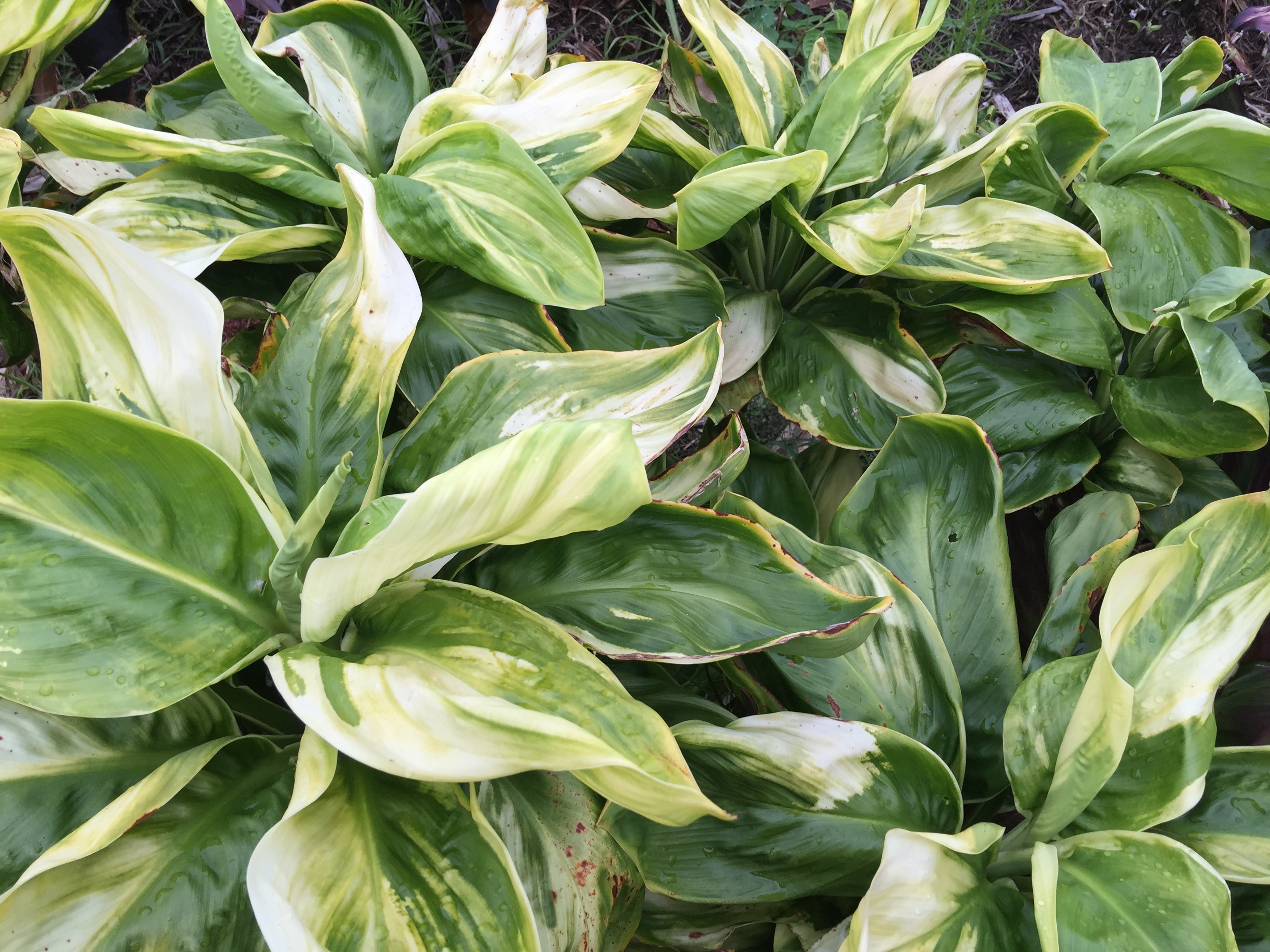 Cordyline - Ti leaves – Shogun Hawaii